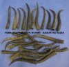 <font color=red> Wholesale</font> Female Springbok Horns for Sale in Bulk 4 to 9 inches - Case of 25 @ $3.75 each