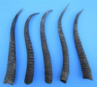 Bulk Female Springbok Horns<font color=red> Wholesale</font>  4 to 9 inches - 25 @ $4.00 each