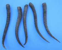 Bulk Female Springbok Horns<font color=red> Wholesale</font>  4 to 9 inches - 25 @ $4.00 each