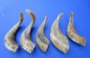 12 to 15 inches Sheep Horns, Ram Horns for Sale for Crafts imported from India and Africa - Pack of 2 @ $12.00 each; Pack of 5 @ $11.20 each