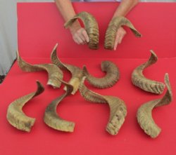16 to 19 inches Ram, Sheep Horns - $13.60 each;  6 @ $12.75 each;