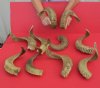 16 to 19 inches Wholesale  Ram, Sheep Horns for Sale in Bulk for Crafts - Case of 12 @ $8.50 each