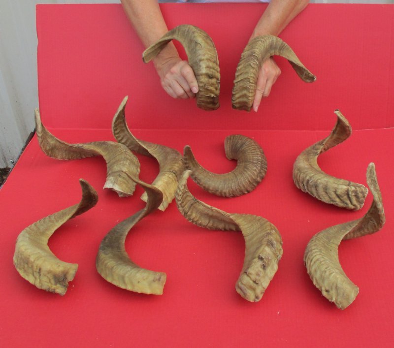16 to 19 inch Ram Sheep Horns for Sale