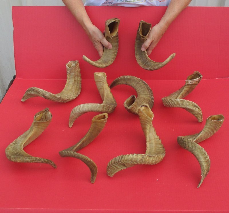 16 to 19 inches Wholesale Ram, Sheep Horns for Sale in Bulk