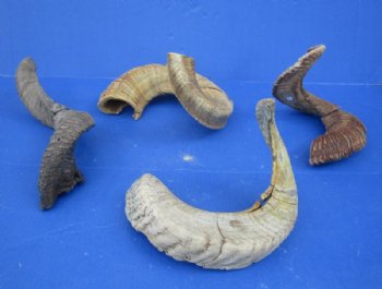 20 to 30 inches Merino Sheep Horns, Ram Horns <font color=red> Wholesale Damaged Grade B Quality </font>  - 10 @ $10.00 each