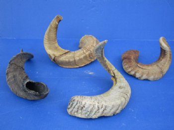 20 to 30 inches Merino Sheep Horns, Ram Horns <font color=red> Wholesale Damaged Grade B Quality </font>  - 10 @ $10.00 each