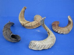 20 to 30 inches Merino Sheep Horns, Ram Horns <font color=red> Wholesale Damaged Grade B Quality </font>  - 10 @ $10.00 each