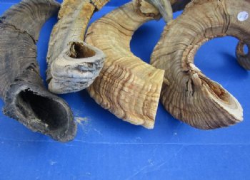 20 to 30 inches Merino Sheep Horns, Ram Horns <font color=red> Wholesale Damaged Grade B Quality </font>  - 10 @ $10.00 each