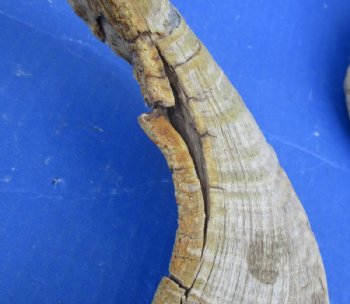 20 to 30 inches Merino Sheep Horns, Ram Horns <font color=red> Wholesale Damaged Grade B Quality </font>  - 10 @ $10.00 each