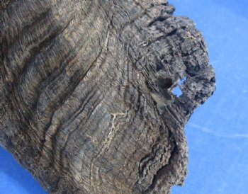 20 to 30 inches Merino Sheep Horns, Ram Horns <font color=red> Wholesale Damaged Grade B Quality </font>  - 10 @ $10.00 each
