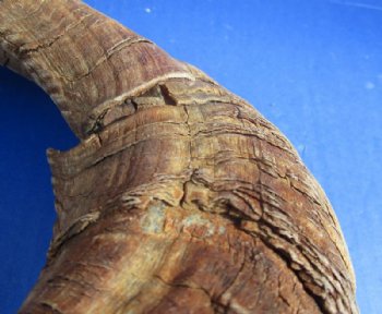 20 to 30 inches Merino Sheep Horns, Ram Horns <font color=red> Wholesale Damaged Grade B Quality </font>  - 10 @ $10.00 each
