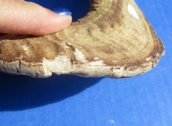 20 to 30 inches Merino Sheep Horns, Ram Horns <font color=red> Wholesale Damaged Grade B Quality </font>  - 10 @ $10.00 each