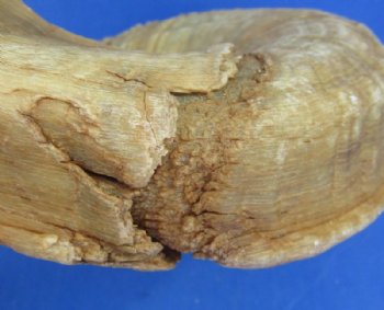 20 to 30 inches Merino Sheep Horns, Ram Horns <font color=red> Wholesale Damaged Grade B Quality </font>  - 10 @ $10.00 each