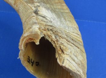 20 to 30 inches Merino Sheep Horns, Ram Horns <font color=red> Wholesale Damaged Grade B Quality </font>  - 10 @ $10.00 each