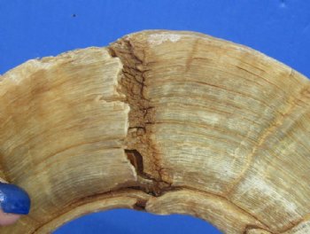 20 to 30 inches Merino Sheep Horns, Ram Horns <font color=red> Wholesale Damaged Grade B Quality </font>  - 10 @ $10.00 each