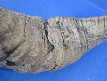 20 to 30 inches Merino Sheep Horns, Ram Horns <font color=red> Wholesale Damaged Grade B Quality </font>  - 10 @ $10.00 each
