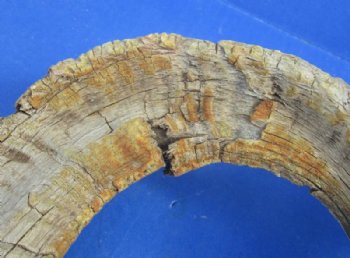 20 to 30 inches Merino Sheep Horns, Ram Horns <font color=red> Wholesale Damaged Grade B Quality </font>  - 10 @ $10.00 each