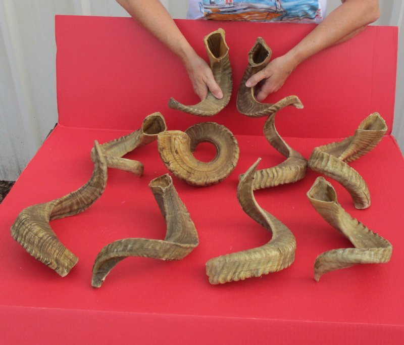 20 to 22 inches Wholesale Sheep Horns for Sale at Worldwide Wildlife