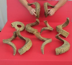 23 to 26 inches Ram Horns, Sheep Horns <font color=red> Wholesale </font> - 8 @ $14.50 each