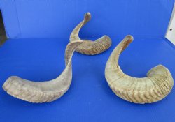 23 to 26 inches Ram, Sheep Horns - $22.99 each; 4 @ $21.75 each