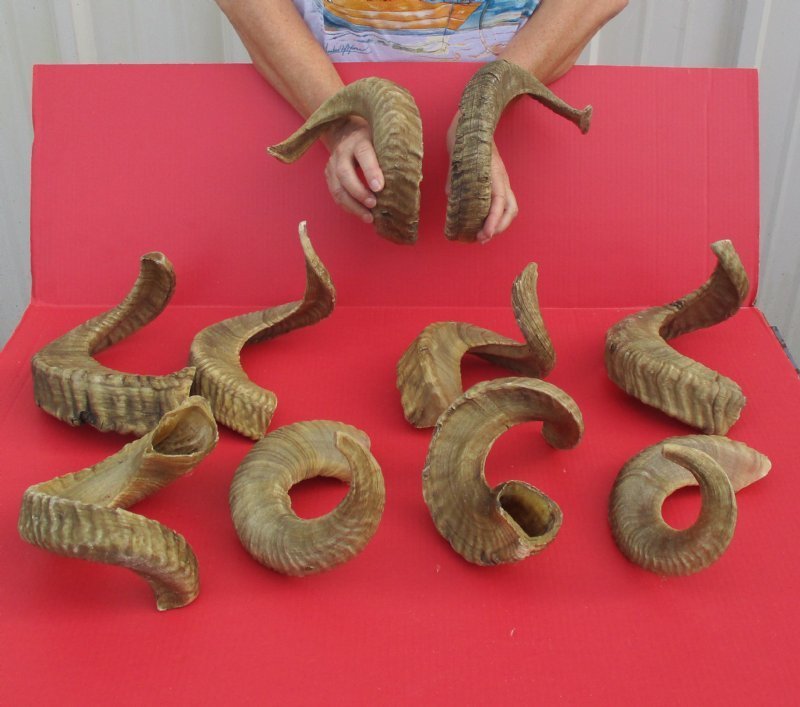 23 to 26 inches Wholesale Ram/ Sheep Horns for Sale 18.00 each