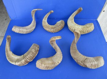 23 to 26 inches Ram Horns, Sheep Horns <font color=red> Wholesale </font> - 8 @ $14.50 each