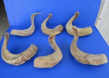 23 to 26 inches Ram Horns, Sheep Horns <font color=red> Wholesale </font> - 8 @ $14.50 each