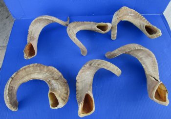 23 to 26 inches Ram Horns, Sheep Horns <font color=red> Wholesale </font> - 8 @ $14.50 each