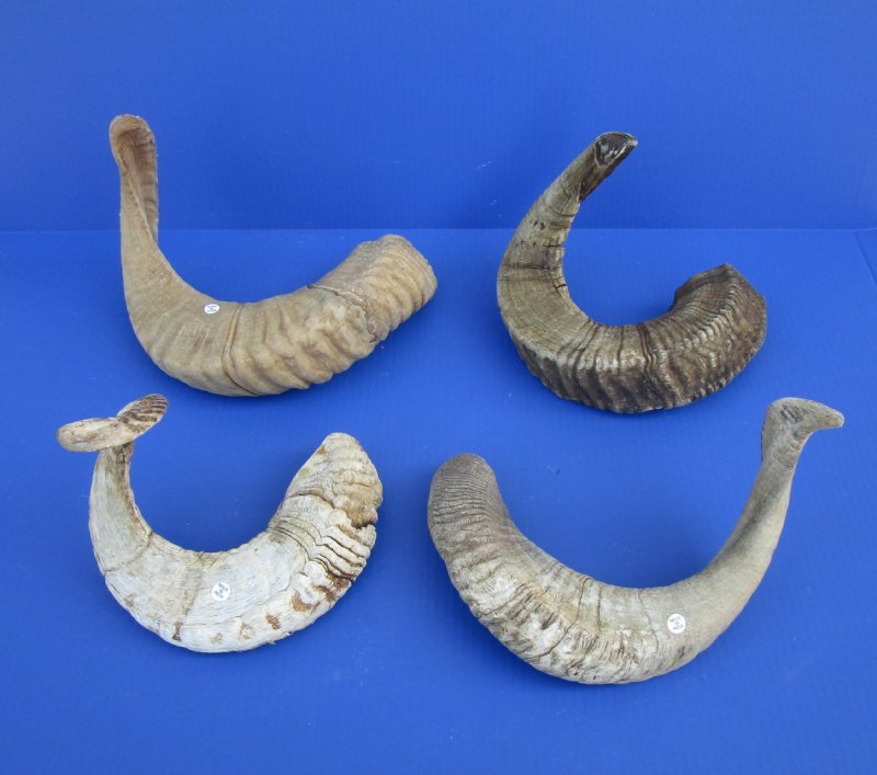 23 to 26 inches Sheep Horns for Sale at Worldwide Wildlife Products