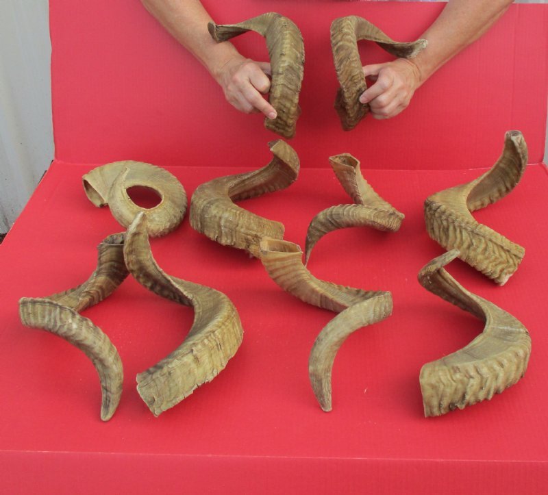 20 to 22 inches Wholesale Sheep Horns for Sale at Worldwide Wildlife