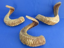 27 to 29 inches Large Ram, Sheep Horns - $28.50 each