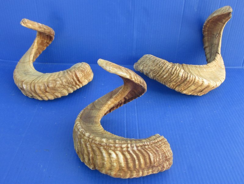 30 to 33 inches Extra Large Real Ram Horn, Sheep Horn for Sale