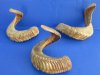 30 to 33 inches Extra Large Ram, Sheep Horns <font color=red> Wholesale</font> - 6 @ $24.00 each