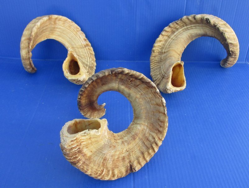 30 to 33 inches Wholesale Extra Large Ram Horns, Sheep Horns in Bulk
