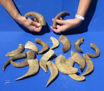 Extra Small Sheep Horns 5 to 9 inches  - 10 @ $8.24 each