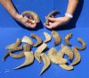 5 to 8 inches Extra Small Sheep Horns - 10 @ $6.40 each; <font color=red> Wholesale</font> 25 @ $4.00 each