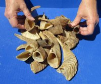 5 to 9 inches Extra Small Sheep Horns <font color=red> Wholesale</font> 25 @ $5.15 each
