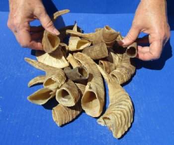 Extra Small Sheep Horns 5 to 9 inches  - 10 @ $8.24 each