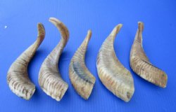 8 to 11 inches Buffed Small Indian Sheep Horns - 2 @ $10.00 each;  6 @ $8.80 each 