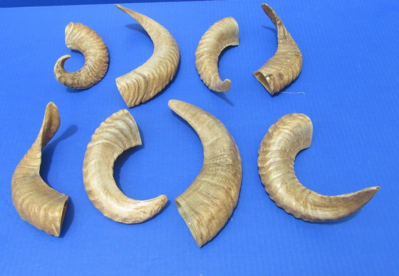 8 to 11 inches Small Sheep Horns for Sale, Ram Horns