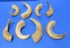 8 to 11 inches Small Sheep Horns for Sale, Ram Horns - Pack of 2 @ $4.50 each;  Pack of 6 @ $4.00 each;  Pack of 10 @ $3.60 each; Bulk Pack of 20 @ $3.35 each