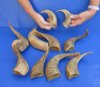 8 to 11 inches Small Indian Buffed Ram, Sheep Horns <font color=red>Wholesale</font> - 18 @ $5.50 each