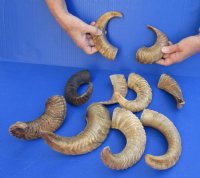8 to 11 inches Small Indian Buffed Ram, Sheep Horns <font color=red>Wholesale</font> - 18 @ $5.50 each