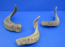 9 to 18 inches African Merino Ram, Sheep Horn for Sale - $12.00 each