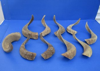 9 to 18 inches African Merino Ram, Sheep Horn for Sale - $12.00 each