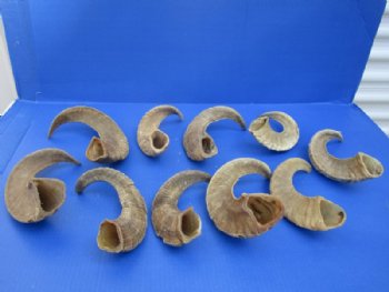 9 to 18 inches African Merino Ram, Sheep Horn for Sale - $12.00 each
