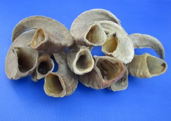 9 to 18 inches African Merino Ram, Sheep Horn for Sale - $12.00 each