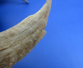 9 to 18 inches African Merino Ram, Sheep Horn for Sale - $12.00 each