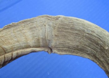 9 to 18 inches African Merino Ram, Sheep Horn for Sale - $12.00 each