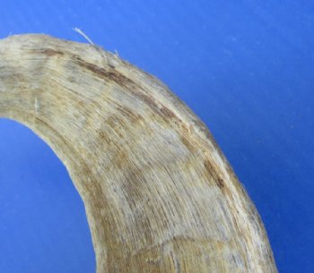 9 to 18 inches African Merino Ram, Sheep Horn for Sale - $12.00 each